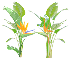 Two Bird of Paradise kissing in H